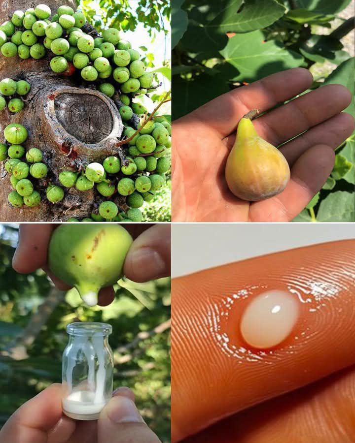 Fig Sap Benefits: Nature’s Lesser-Known Remedy
